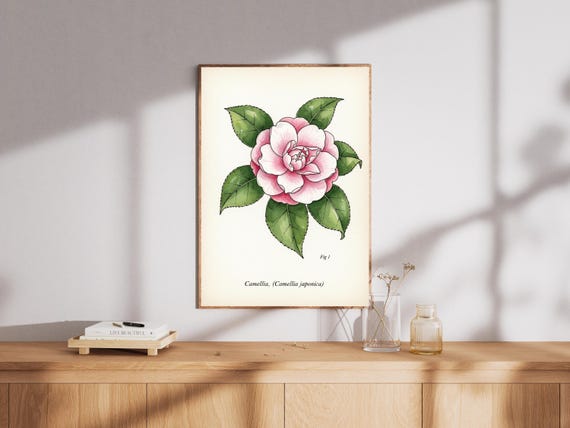 Vintage Camellia Flower Art Print Botanical Watercolor Illustration