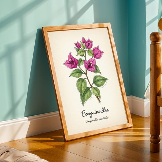 Bougainvillea Art Print Vintage Botanical Illustration