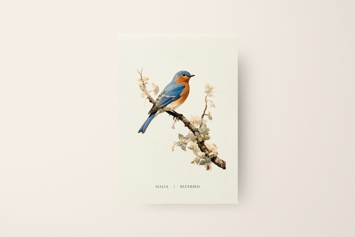 Vintage Bluebird on Blossom Branch Sialia Classic Bird Art Poster