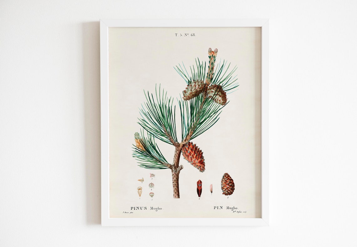 Set of 4 Vintage Pine and Fir Botanical Conifer Illustration Poster - Image 3