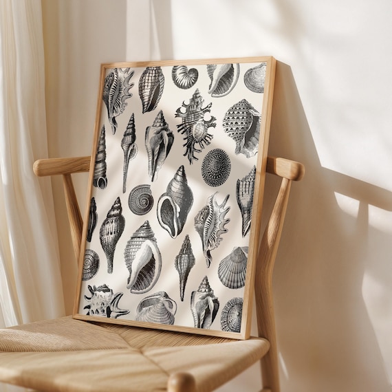 Charcoal Black Vintage Seashell Illustrations Coastal Decor Poster