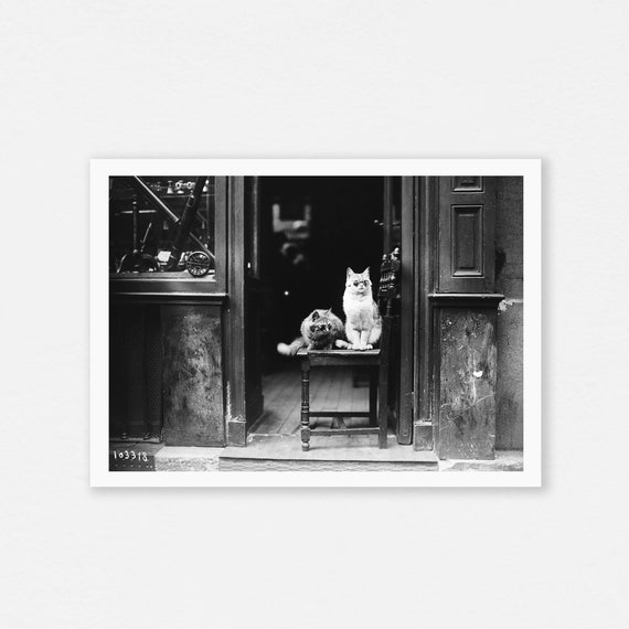 Cat With Eyeglass Vintage Photo Poster Black Wall Art White Funny Decor 70s