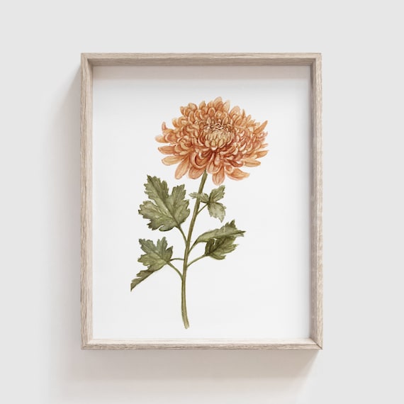 Chrysanthemum Flower Watercolor Art Print