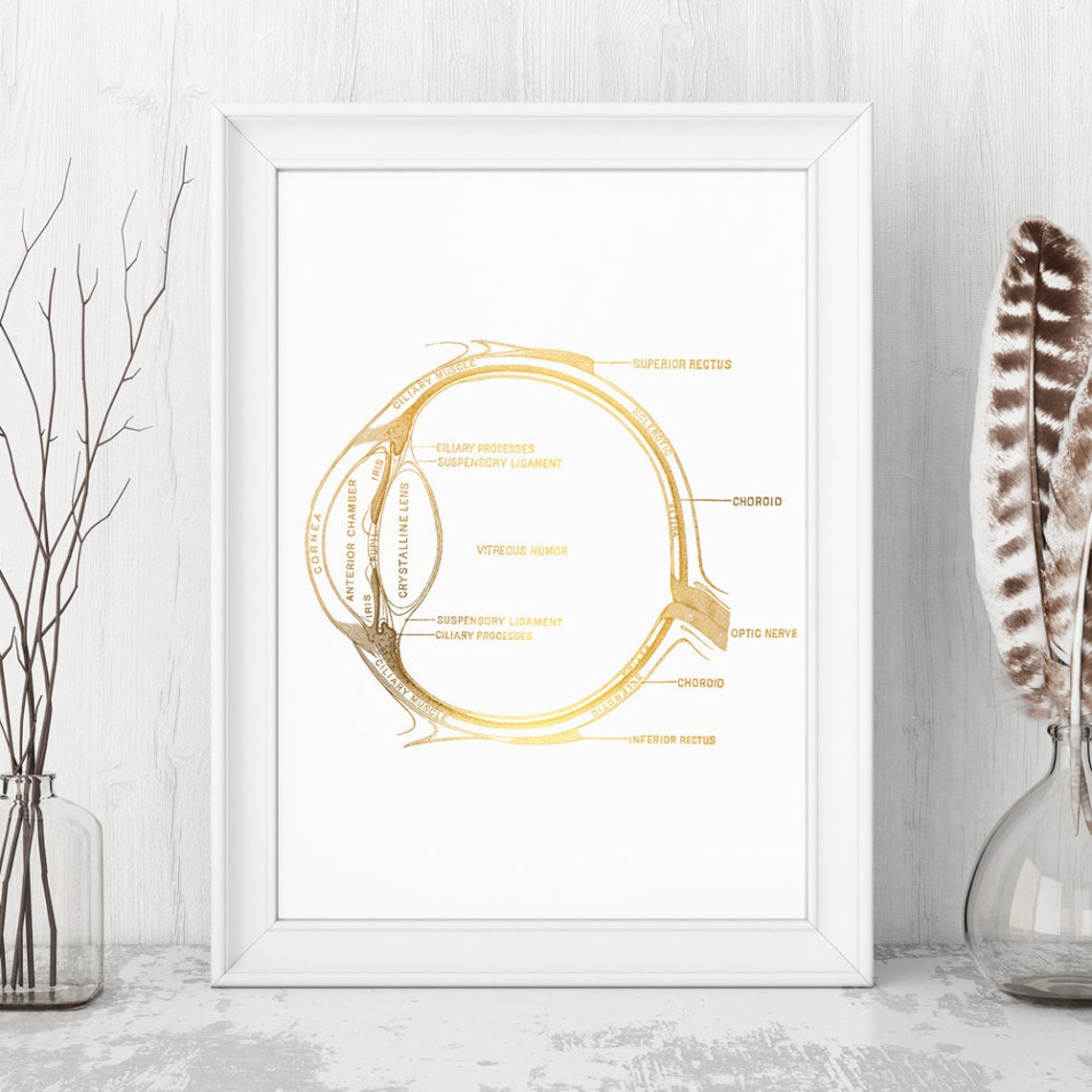 Gold Foil Human Eye Anatomy Diagram Optometry Medical Art Print