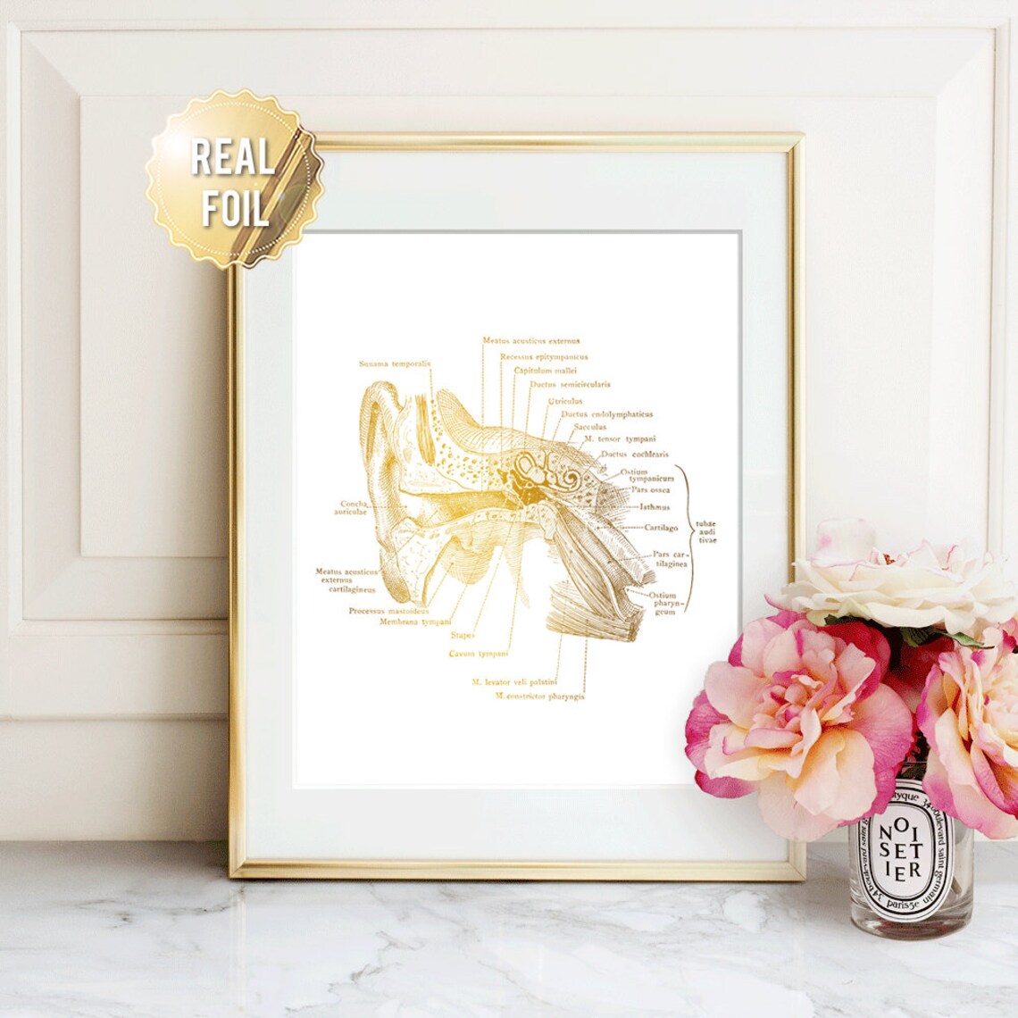 Gold Foil Inner Ear Anatomy Audiology Latin Diagram Art Print - Image 3