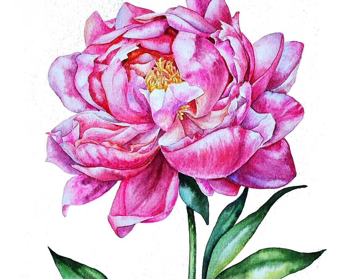 Pink Peony Watercolor Art Print, Spring Florals