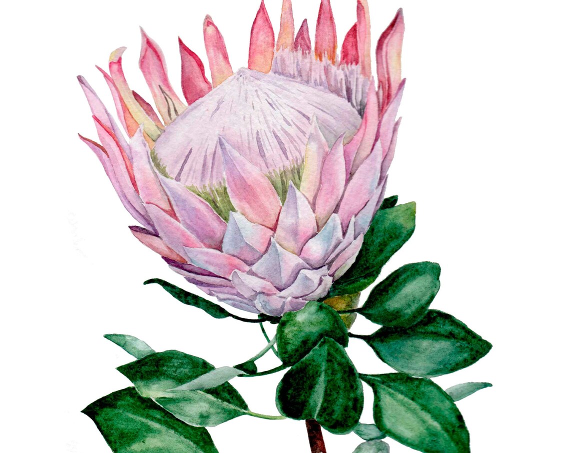Pink King Protea Blossom Botanical Watercolor Flower Art Poster