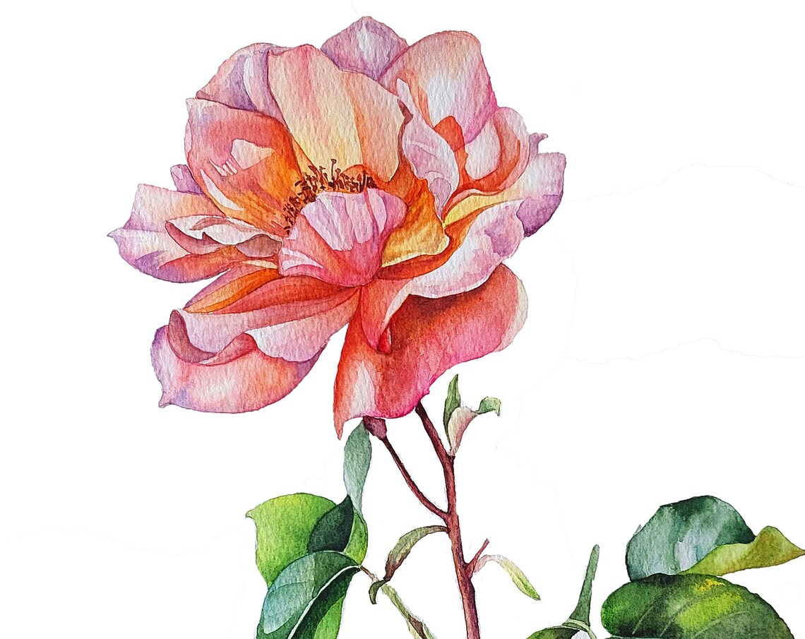 Coral Rose Blossom Layered Petals Watercolor Botanical Poster