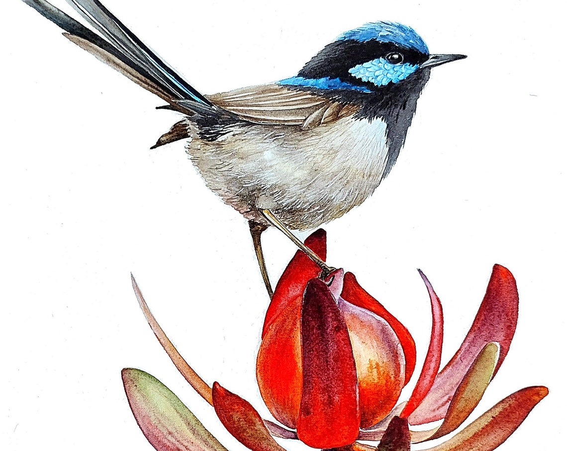 Superb Fairywren Blue Cap Crimson Protea Watercolor Bird Poster