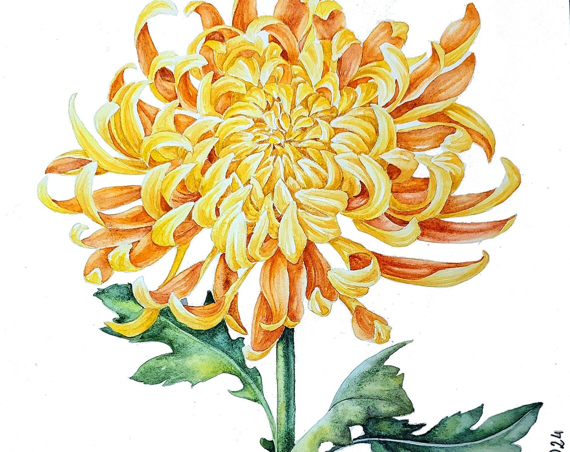 Yellow Spider Chrysanthemum Flower Watercolor Botanical Wall Art