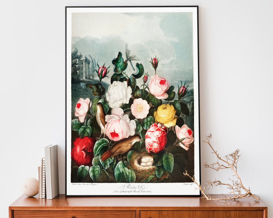 Robert John Thornton Roses From Temple Of Flora Botanical Poster
