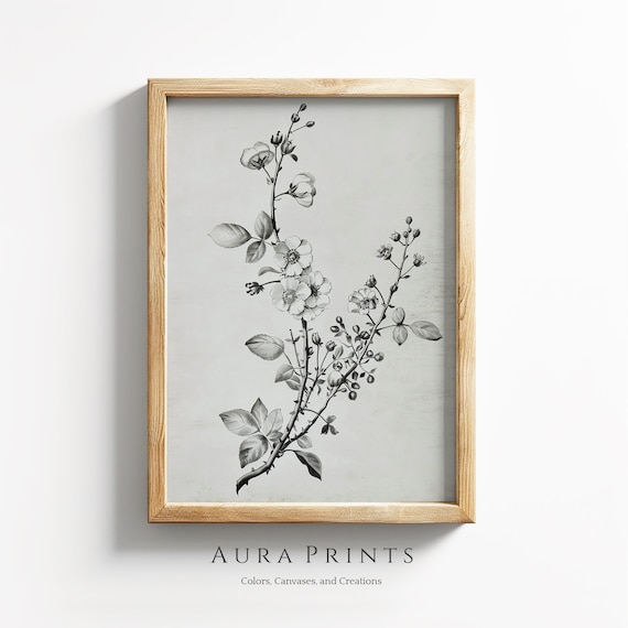 Vintage Wild Rose Botanical Sketch Monochrome Floral Wall Art