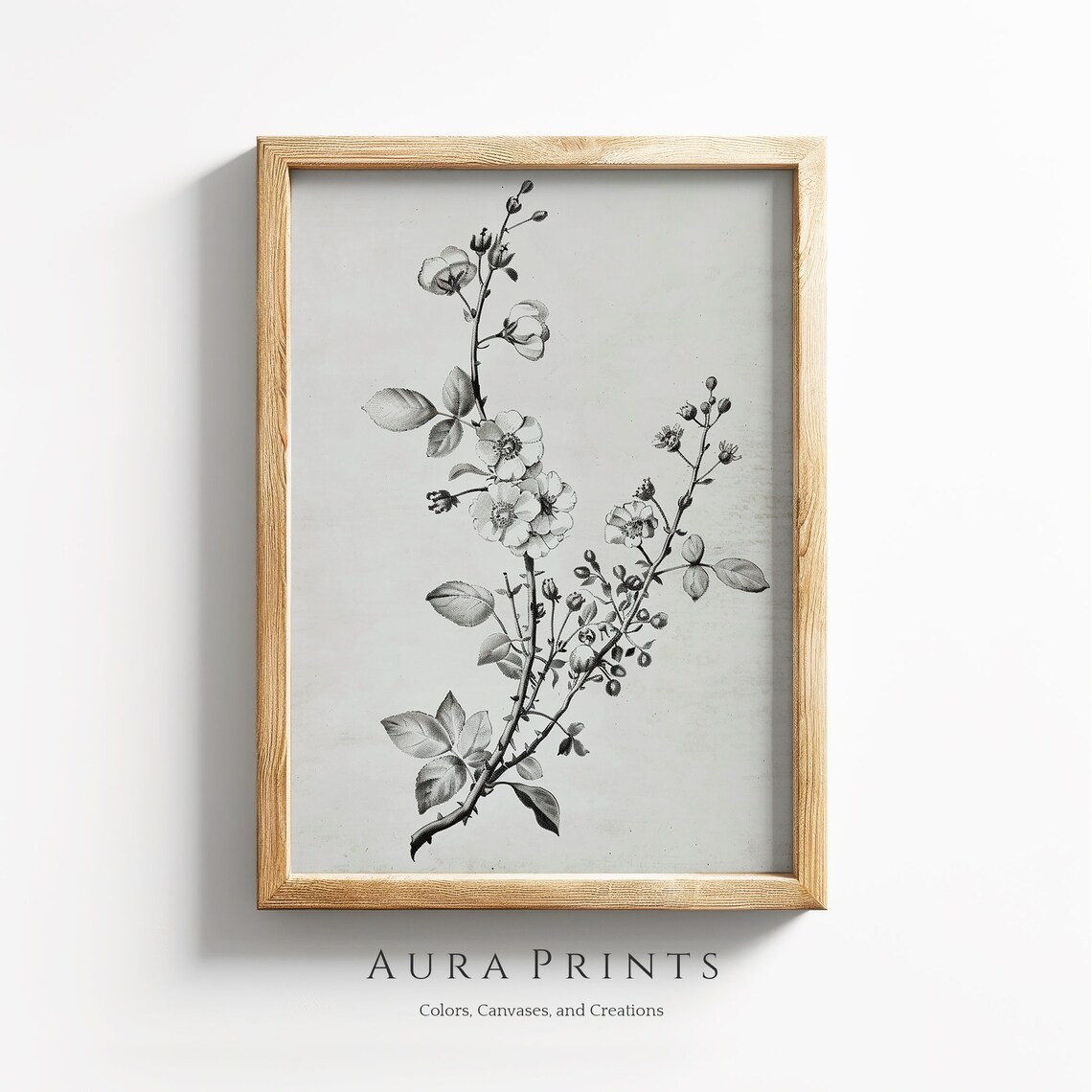 Vintage Wild Rose Botanical Sketch Monochrome Floral Wall Art