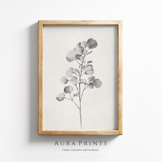 Eucalyptus Branch Minimalist Botanical Line Art Sketch Poster
