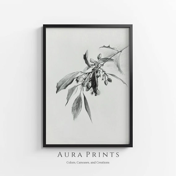 Elegant Mistletoe Sketch Nature Illustration Vintage Cottage Wall Decor Rustic Farmhouse Gift 0961
