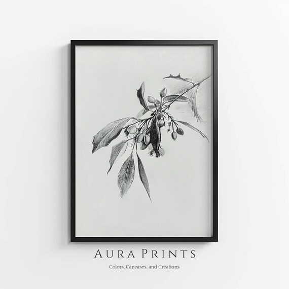 Mistletoe Branch Pencil Sketch Botanical Winter Berry Drawing Poster