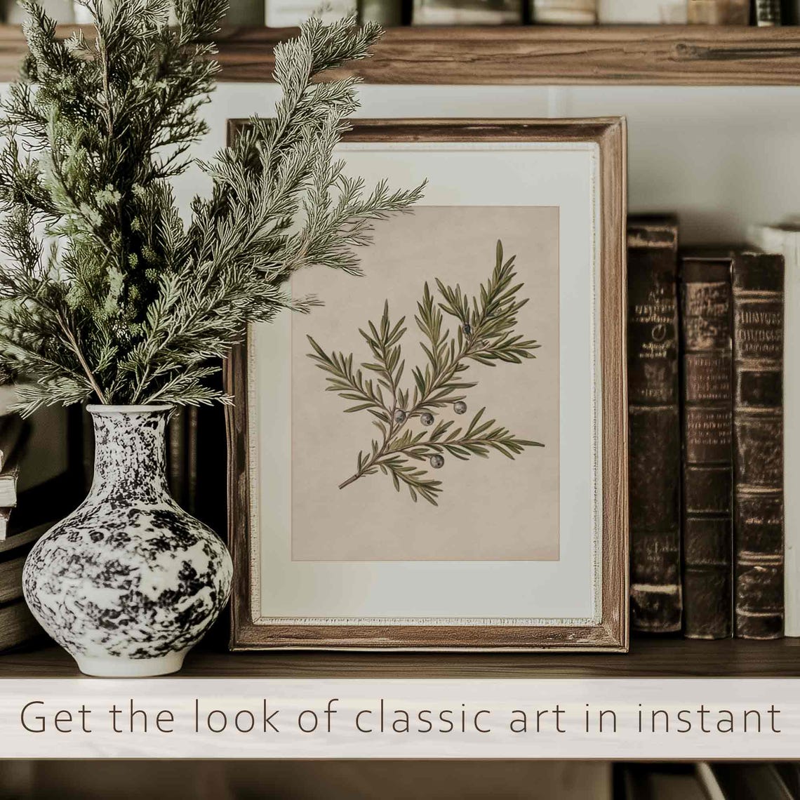 Juniper Branch With Silver Blue Berries Vintage Botanical Print - Image 3