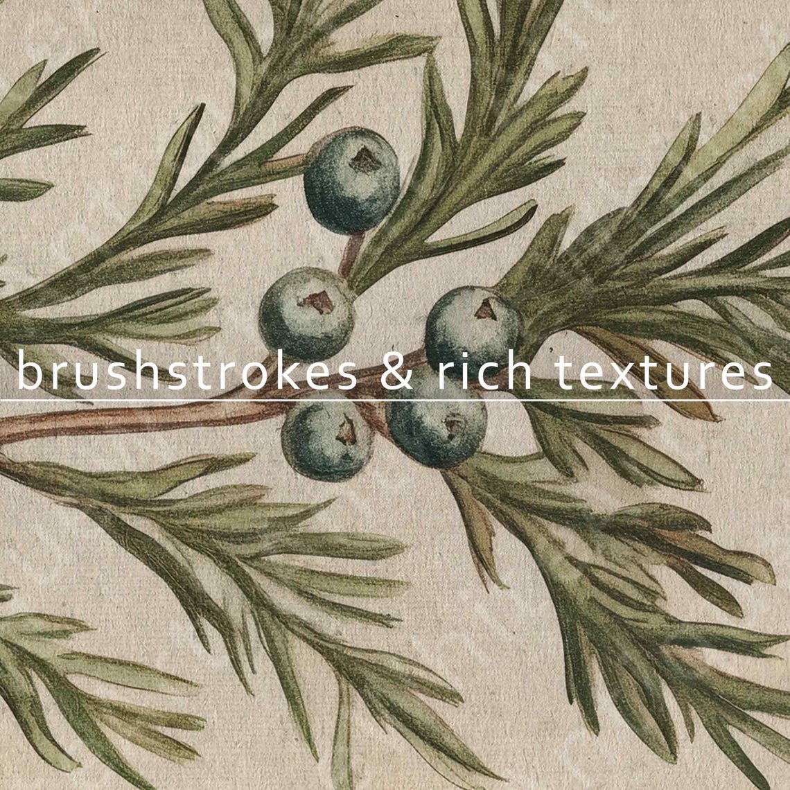 Juniper Branch With Blue Berries Vintage Botanical TV Wall Art - Image 4