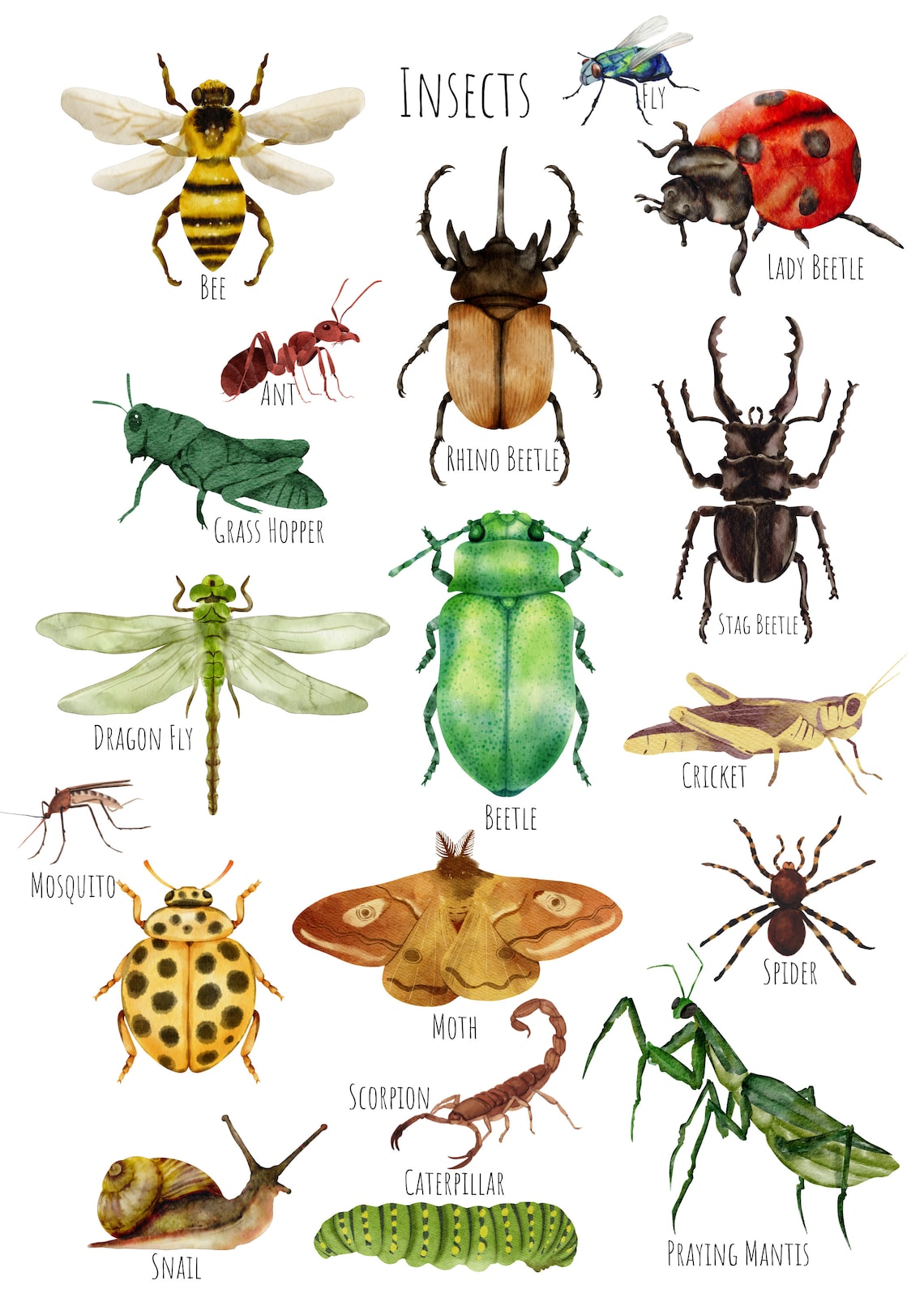 Insects Bugs Art Print, Unique Insect Study - Image 5