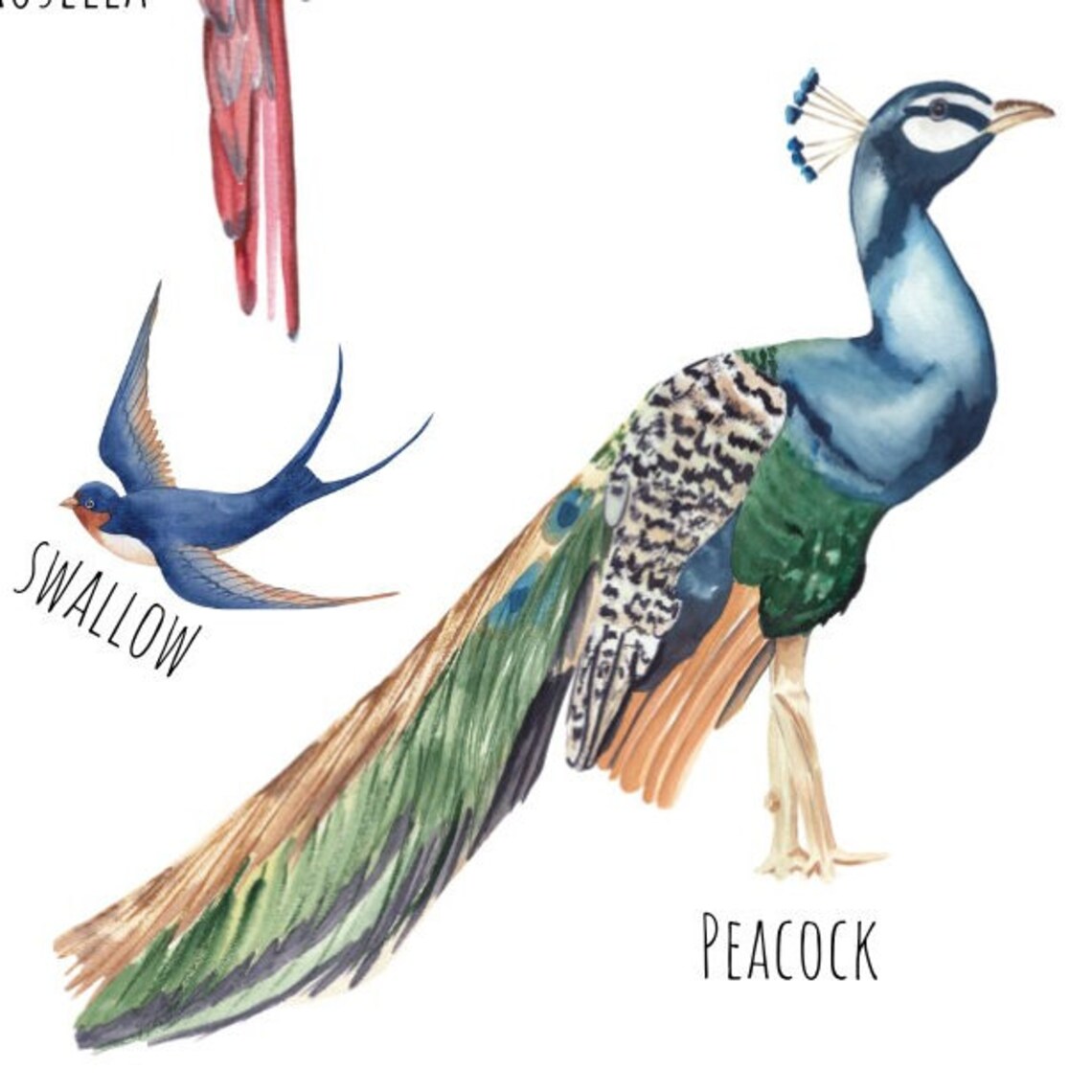 Birds Of The World Poster, Animal Wildlife Art Print - Image 3