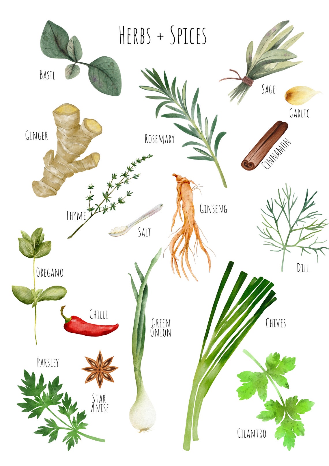 Watercolor Herbs and Spices Botanical Chart Kitchen Wall Decor Poster - Image 6