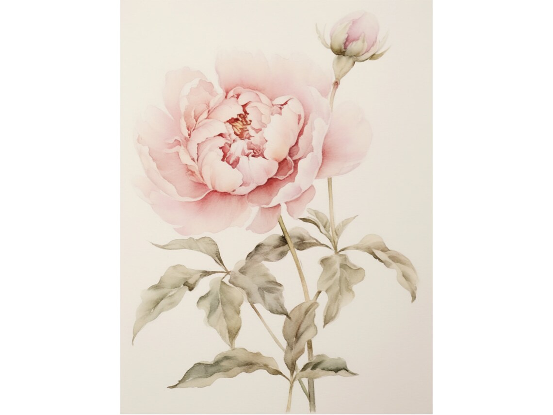Peony Watercolor Botanical Floral Art Print