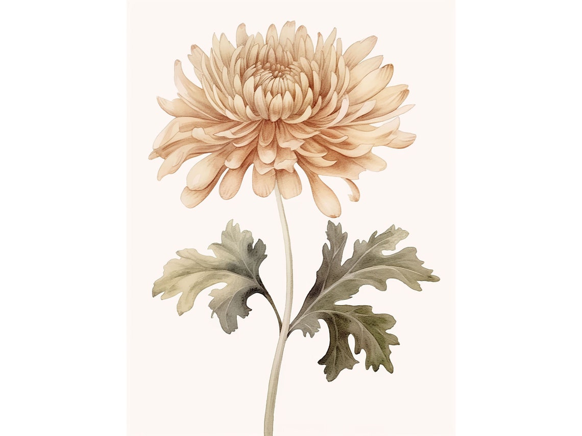 Soft Peach Chrysanthemum Bloom Botanical Watercolor Study Poster