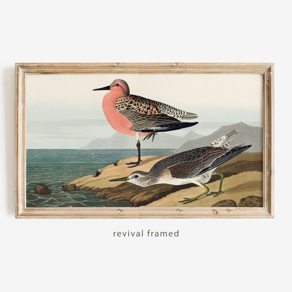 Vintage Sandpiper Shorebirds Rocky Coast Bird Illustration Poster