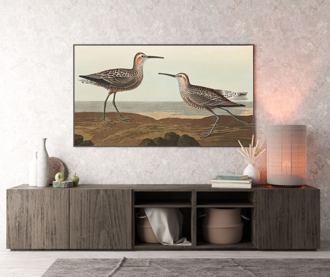 Vintage Sandpipers Shorebird Engraving on Rocky Shore Poster - Image 3