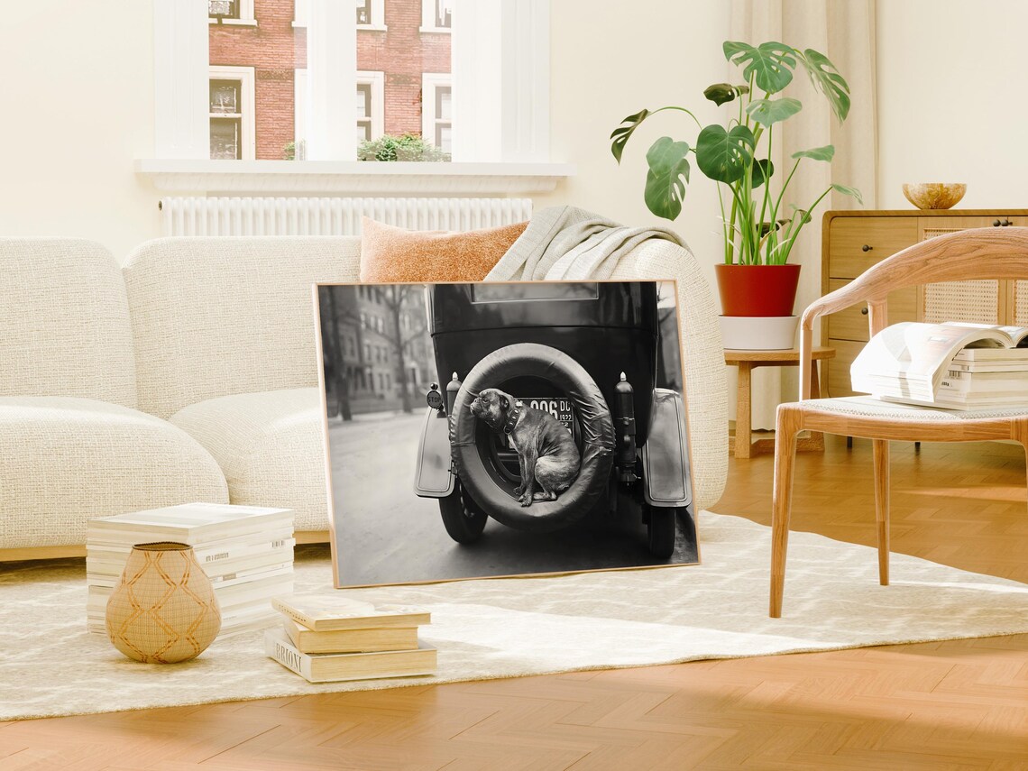 Funny Bulldog Puppy in Spare Tire Vintage 1922 Car Photo Poster - Image 2