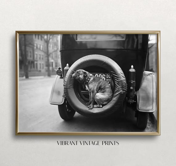 Funny Dog Art Black And White Art Dog Sitting On Tire Vintage Wall Art Dog And Car Art Old Photo Wall Art