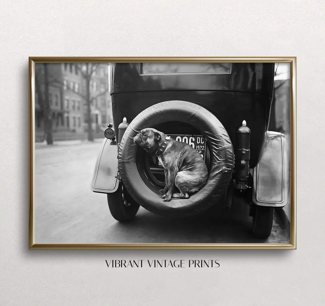 Funny Bulldog Puppy in Spare Tire Vintage 1922 Car Photo Poster