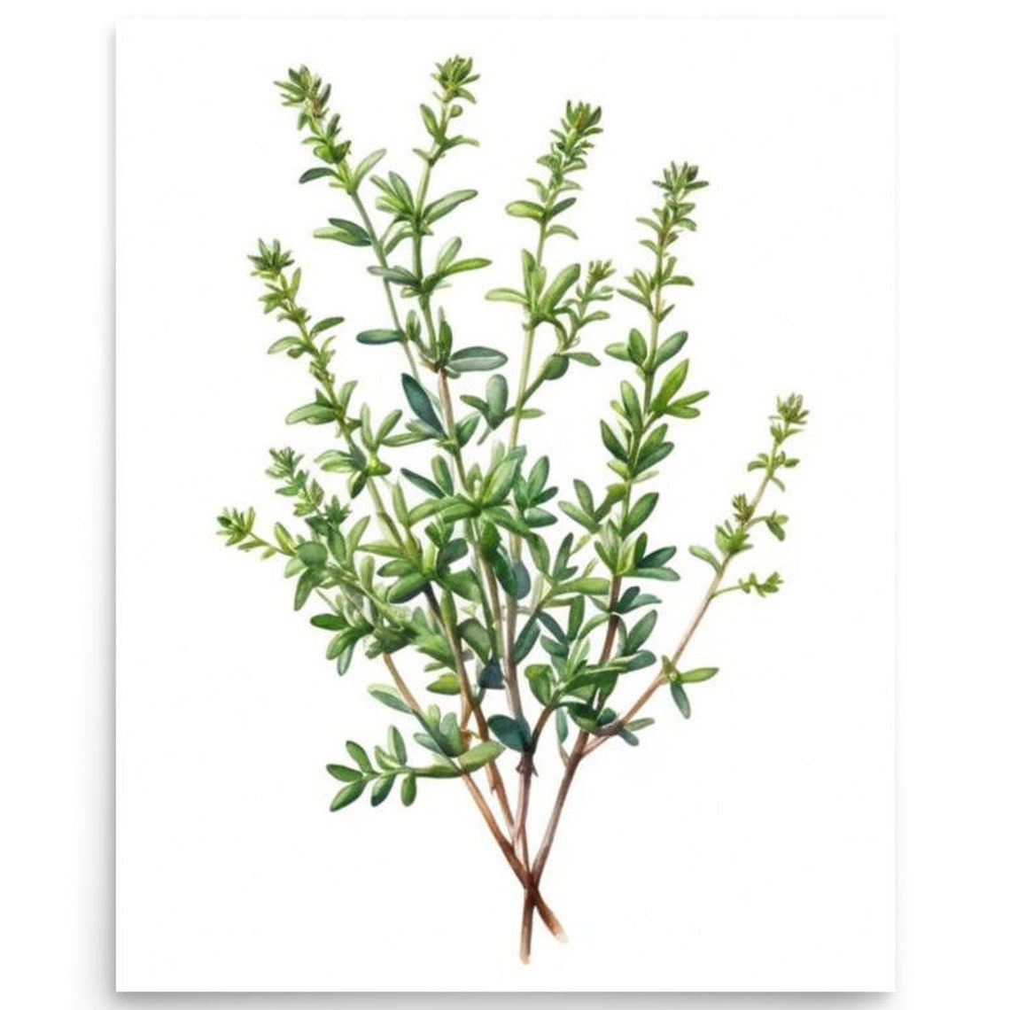 Thyme Sprigs With Tiny Leaves Botanical Watercolor Kitchen Herb Poster