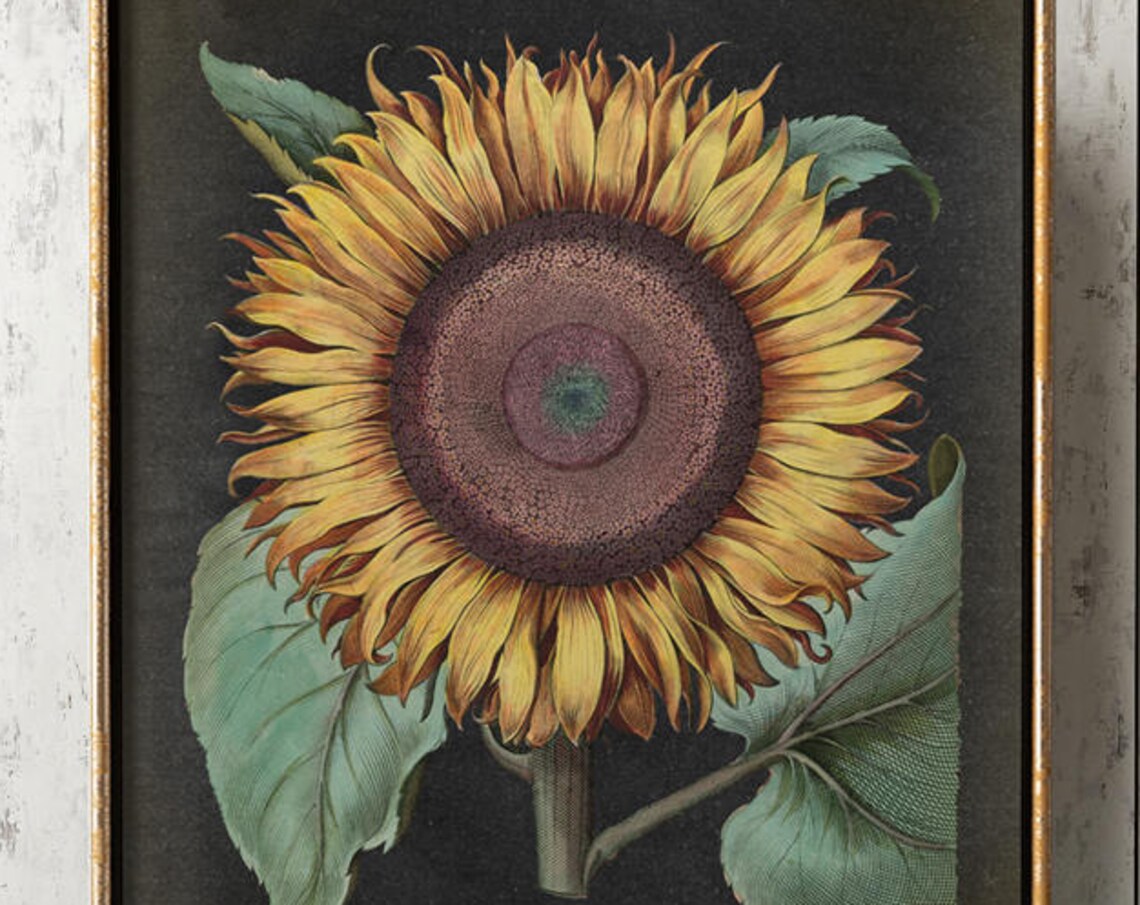 Sunflower Botanical Poster, Kitchen Wall Art Print