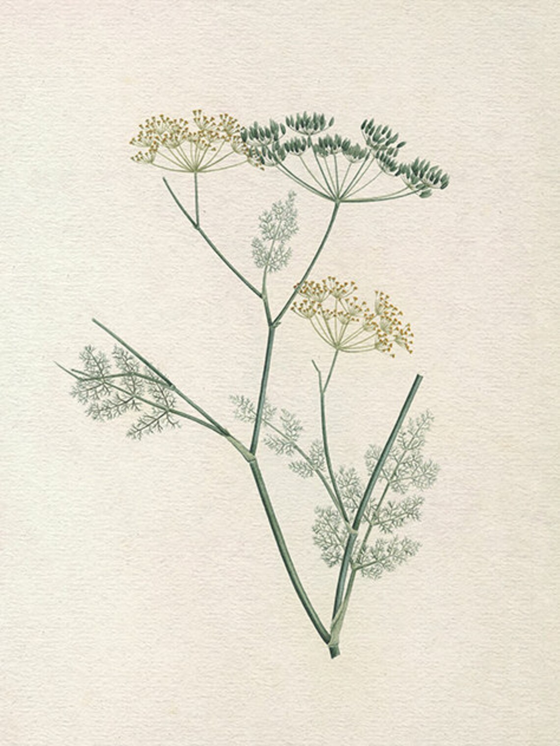 Dill Kitchen Drawing, Botanical Kitchen Decor - Image 4