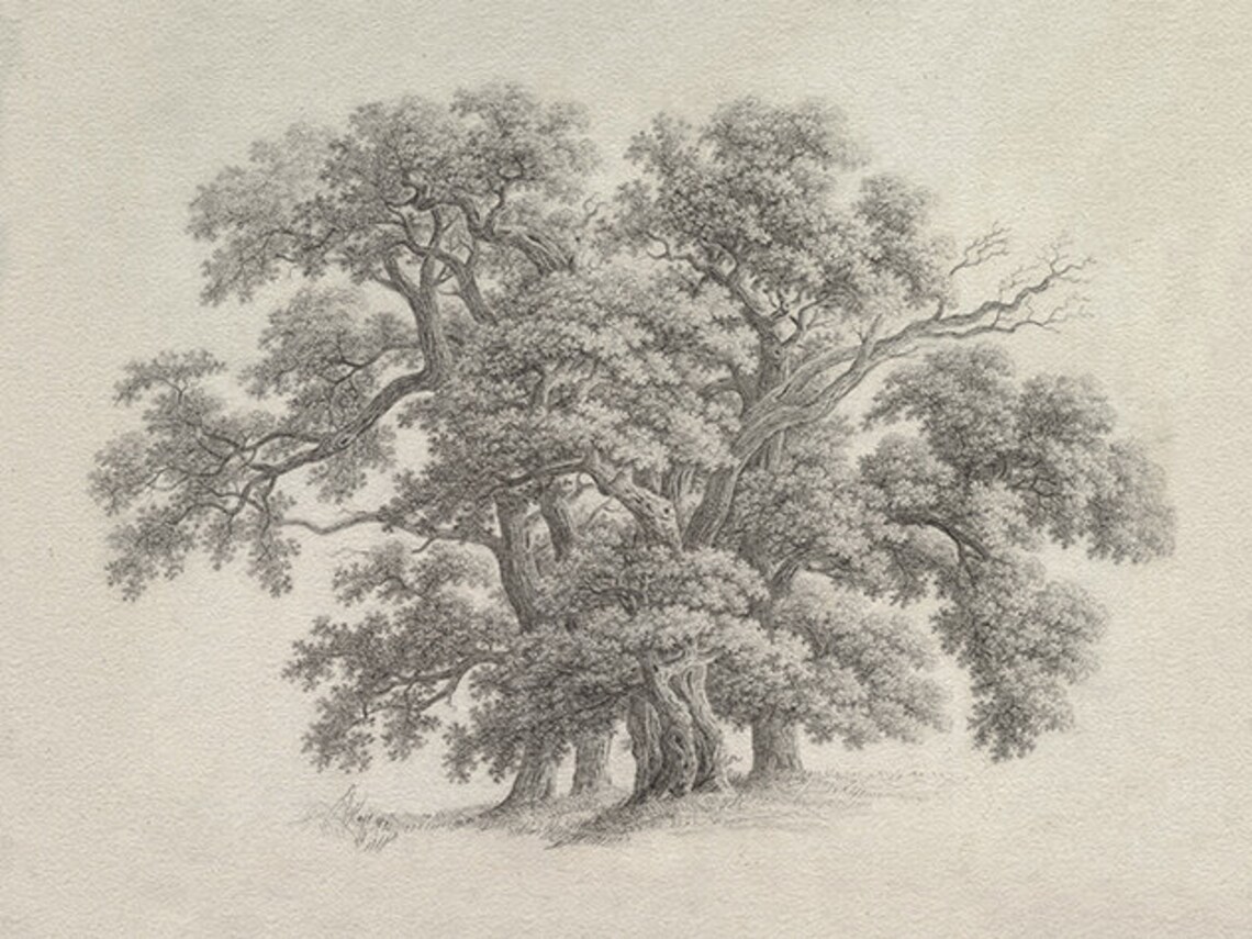 Vintage Oak Tree Sketch, Botanical Drawing Art Print - Image 4
