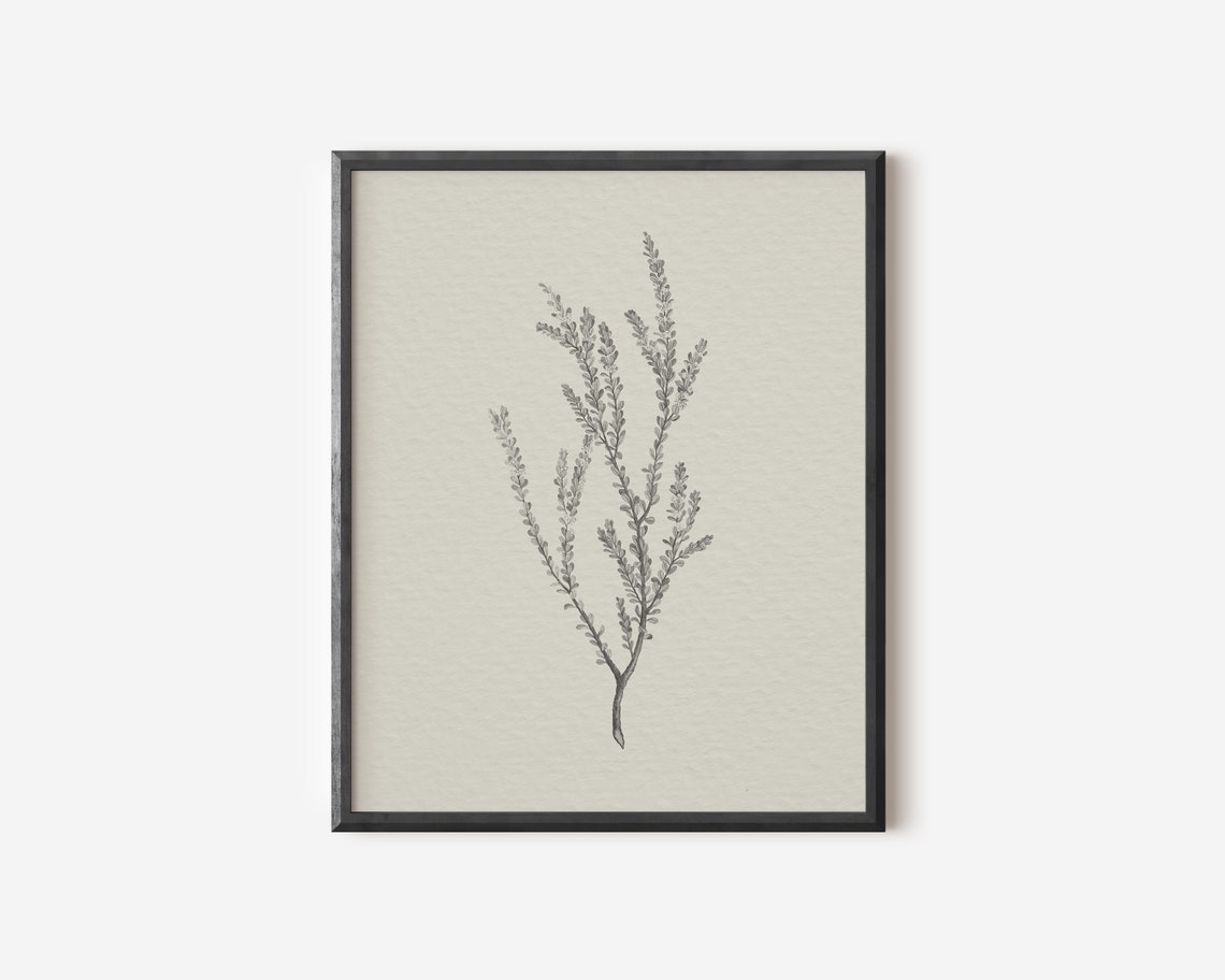 Vintage Botanical Sketch, Farmhouse Decor Art Print - Image 4