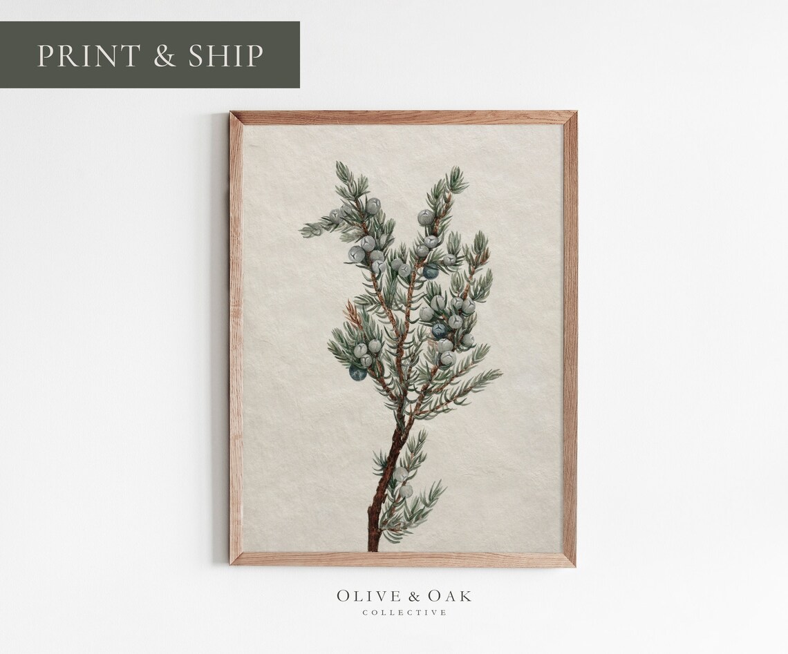 Vintage Botanical Winter Tree Branch Drawing