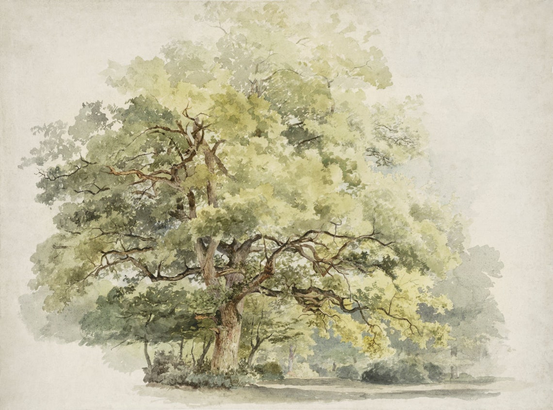 Vintage Oak Tree Drawing, Rustic Botanical Art Print - Image 4