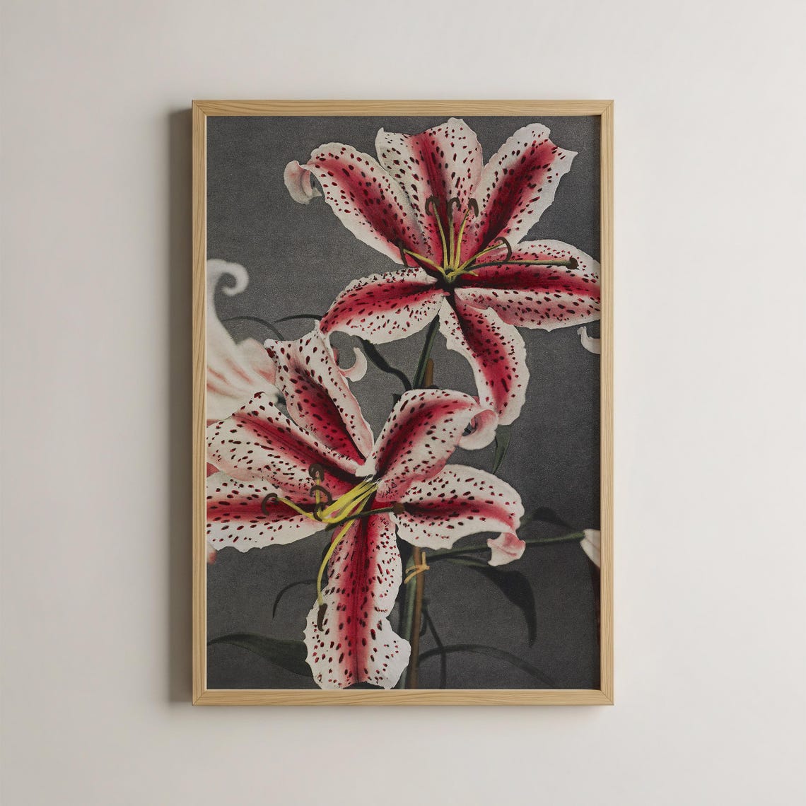 Vintage Dark Stargazer Lily Red White Floral Botanical Art Poster