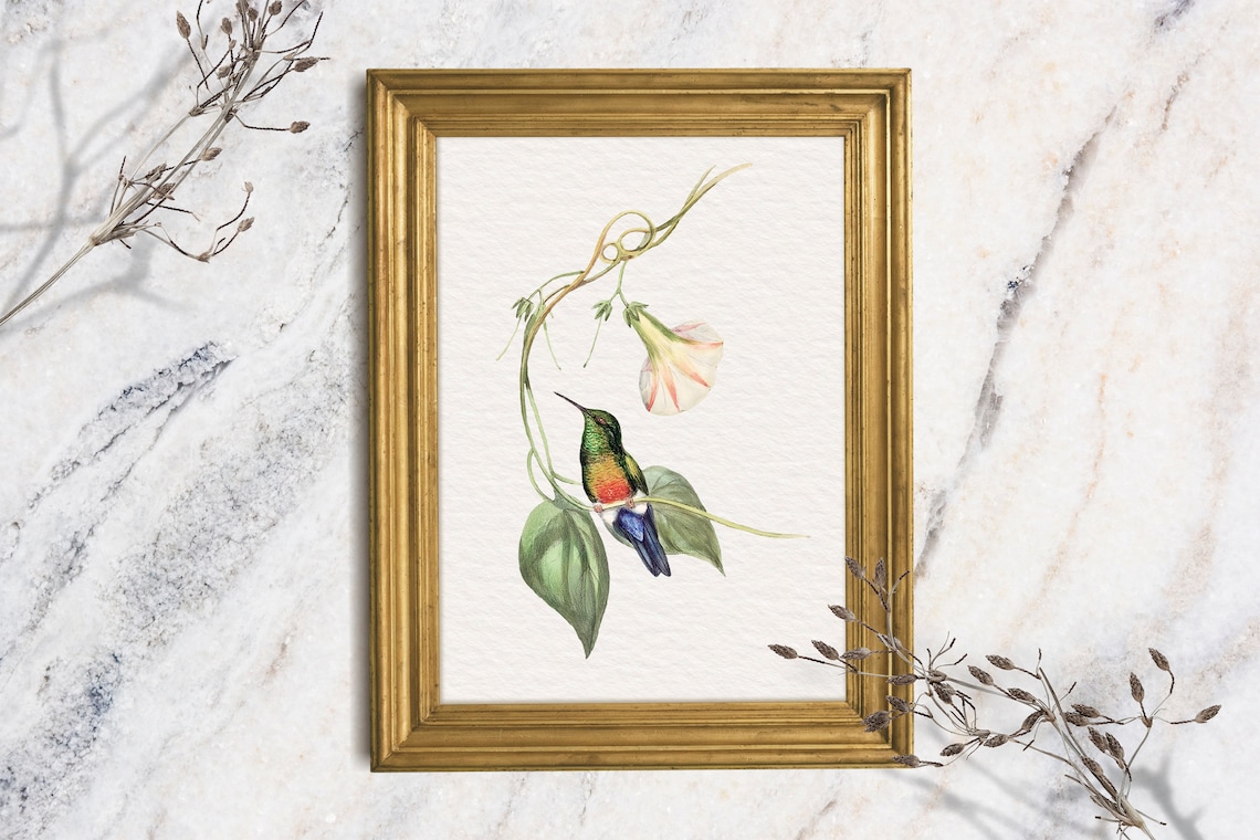 Colorful Hummingbird Botanical Watercolor Morning Glory Vine Art Print