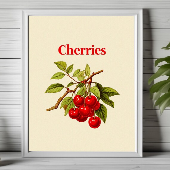 Vintage Cherry Branch Botanical Illustration Farmhouse Kitchen Poster