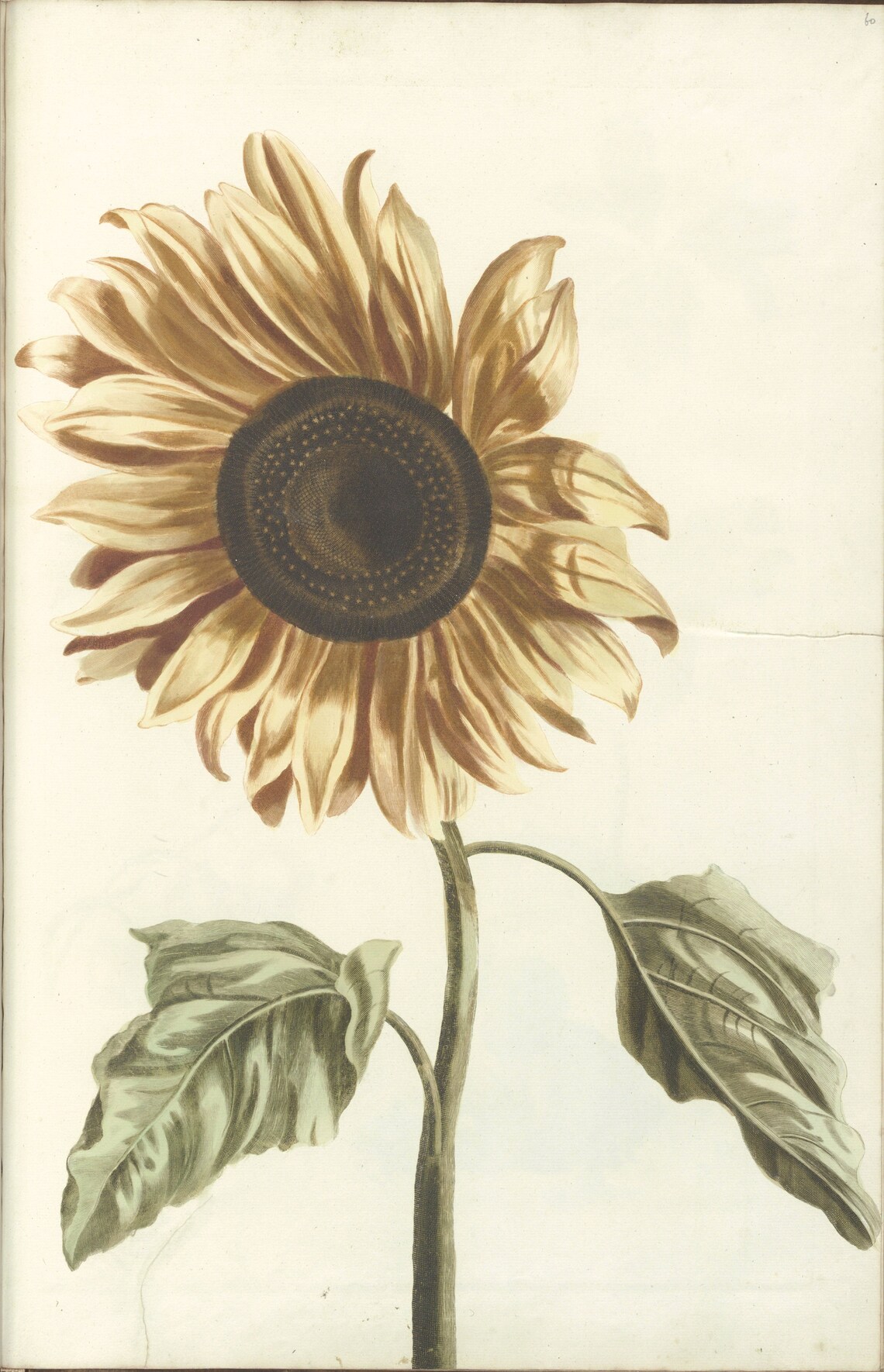 Japanese Sunflower Vintage Poster, Art Deco Retro - Image 3