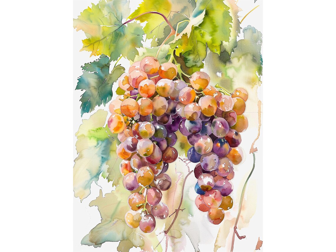 Grapes Watercolor Painting Napa Valley Art Print
