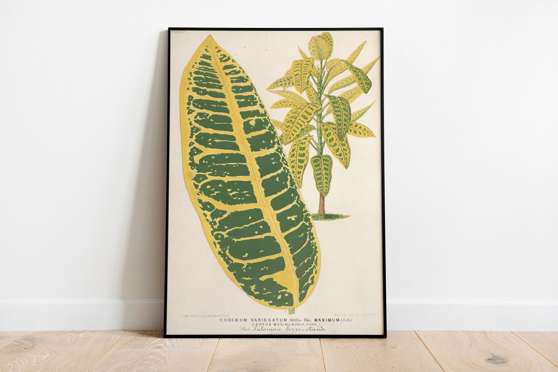 Codiaeum Variegatum Croton Maximum Botanical Vintage Art Print - Image 2