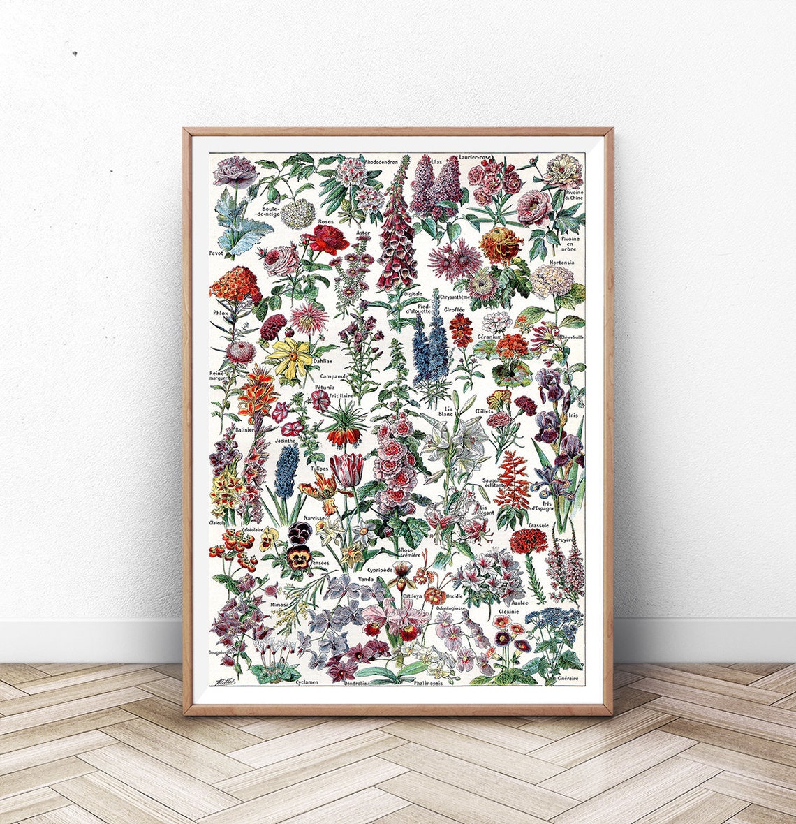 Adolphe Millot 1909 Flowers Botanical Chart Vintage French Wall Poster