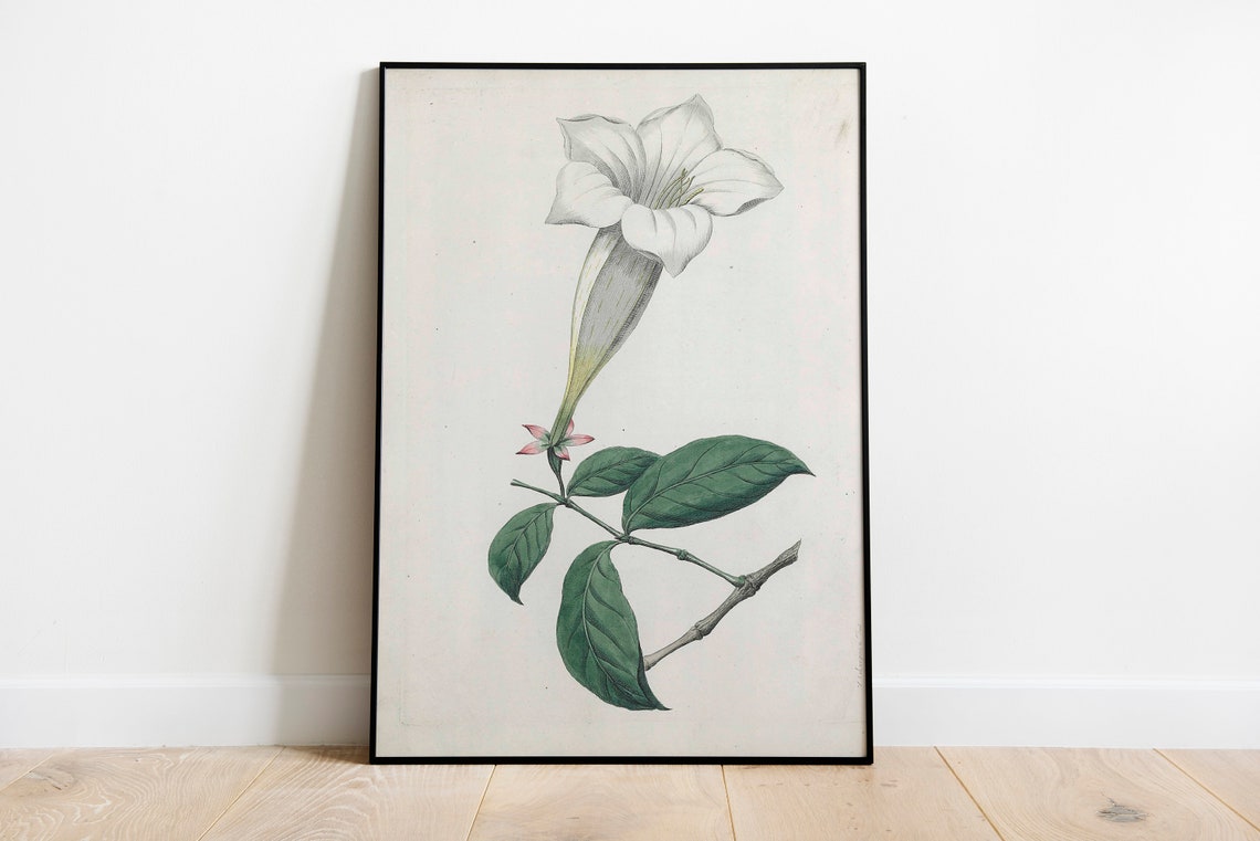 White Trumpet Flower Antique Botanical Illustration Art Poster - Image 2