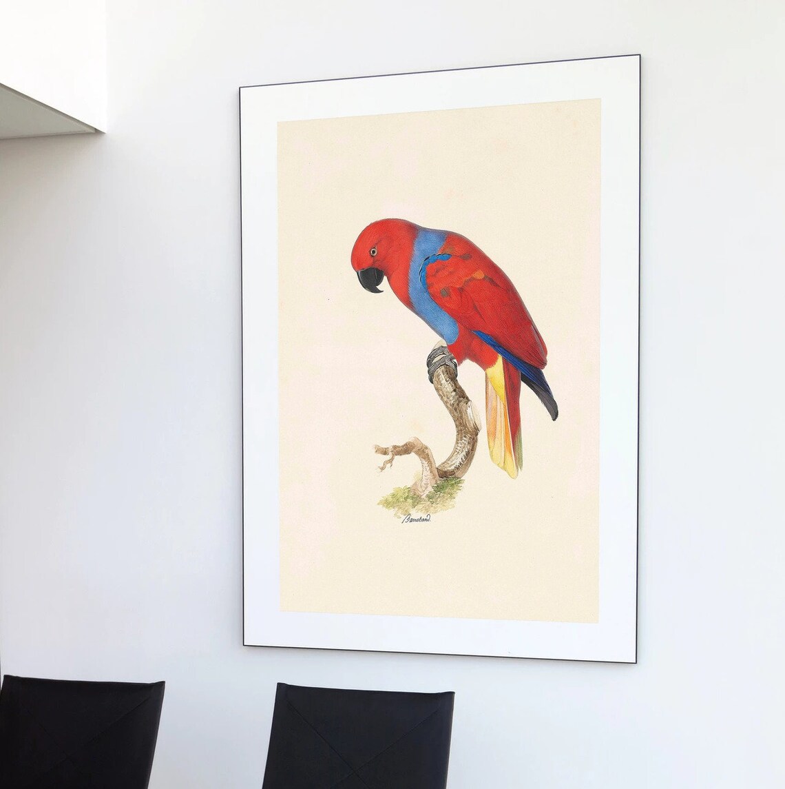 Barraband Red Blue Lory Parrot Vintage Ornithology Illustration Poster
