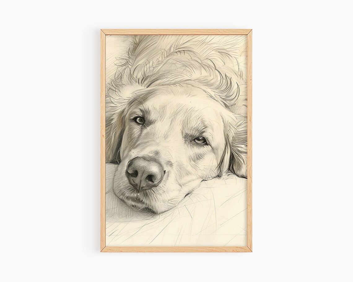 Resting Golden Retriever Pencil Sketch Portrait Calm Dog Poster