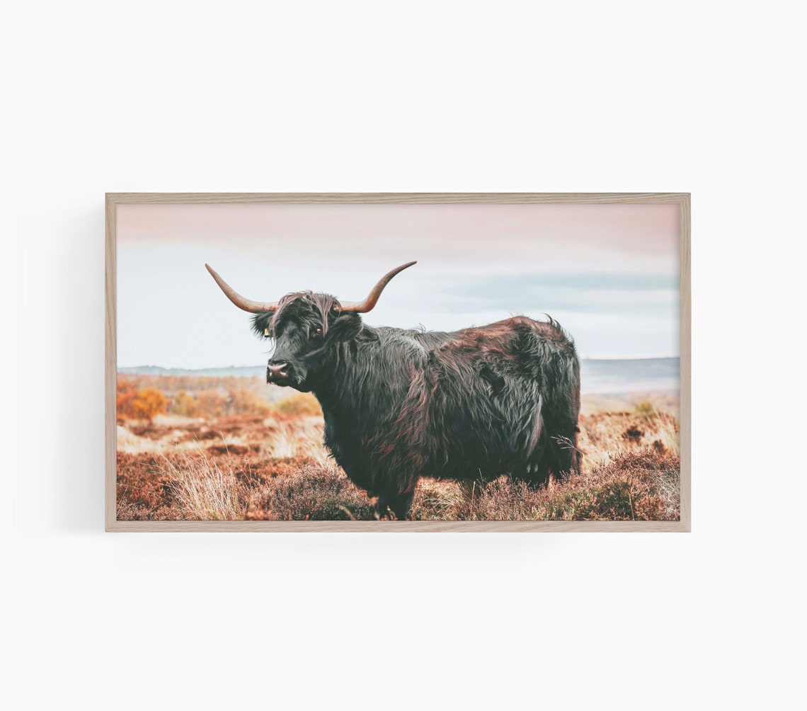 Highland Cow Frame Tv Art Frame Tv Art Highland Cow Tv Art Farmhouse Tv Art Farmhouse Decor Frame Tv Art T664